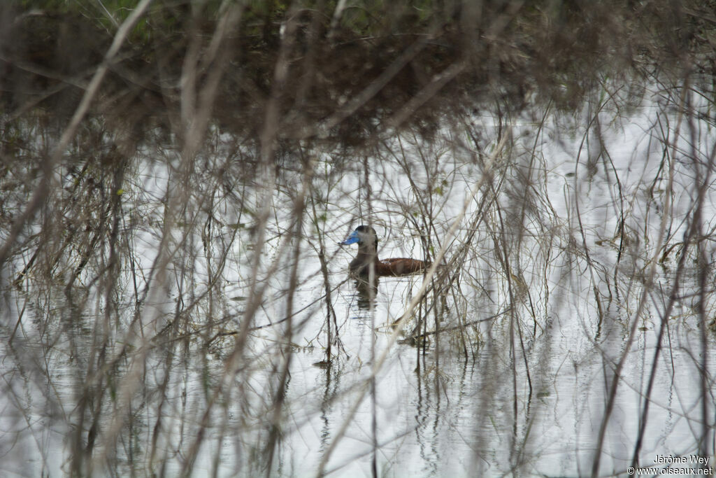 Ruddy Duck