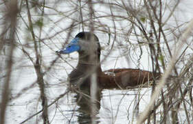 Ruddy Duck