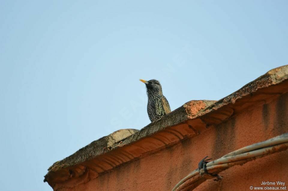 Common Starling