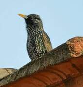 Common Starling