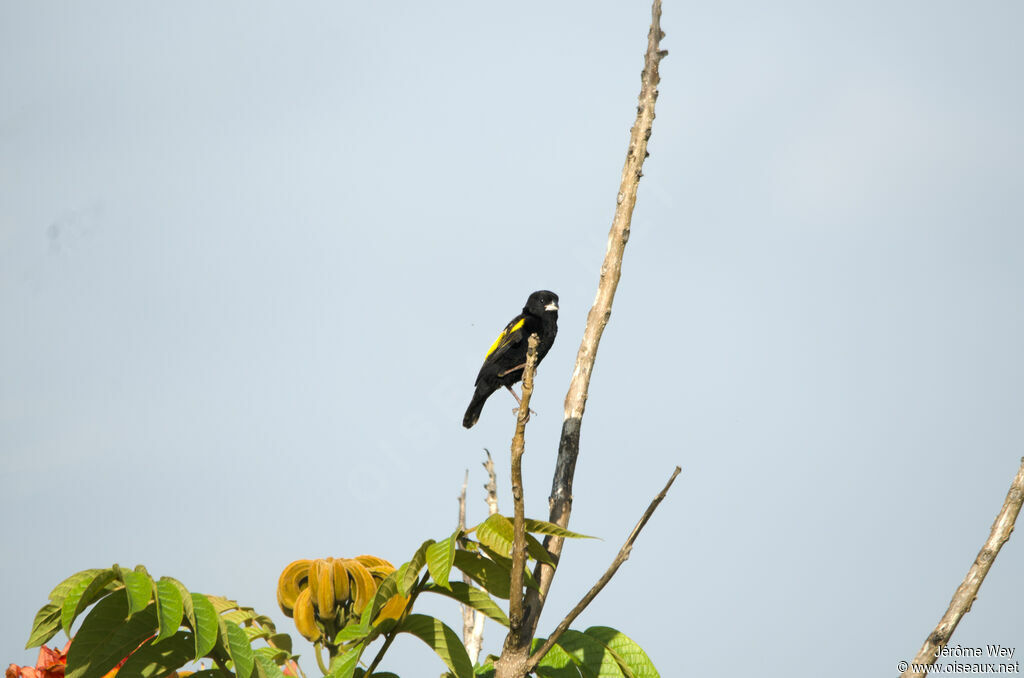 Yellow Bishop