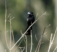 White-winged Widowbird