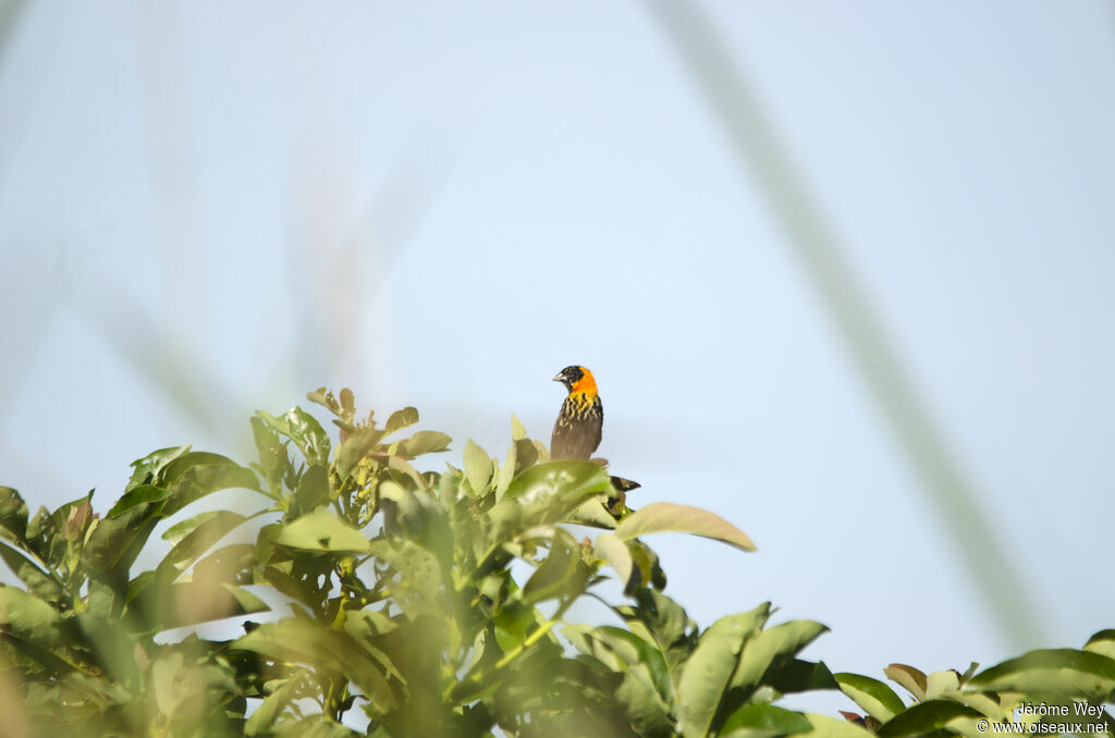 Black Bishop