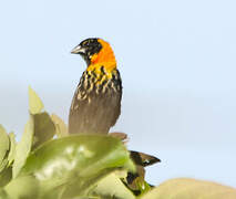 Black Bishop