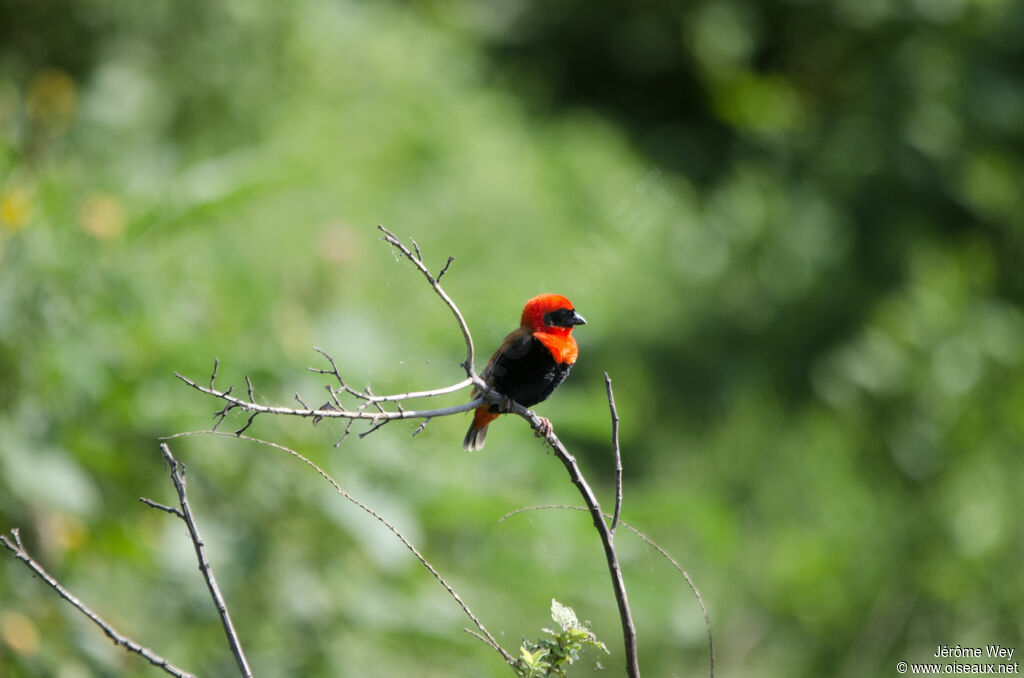 Southern Red Bishop