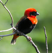 Southern Red Bishop