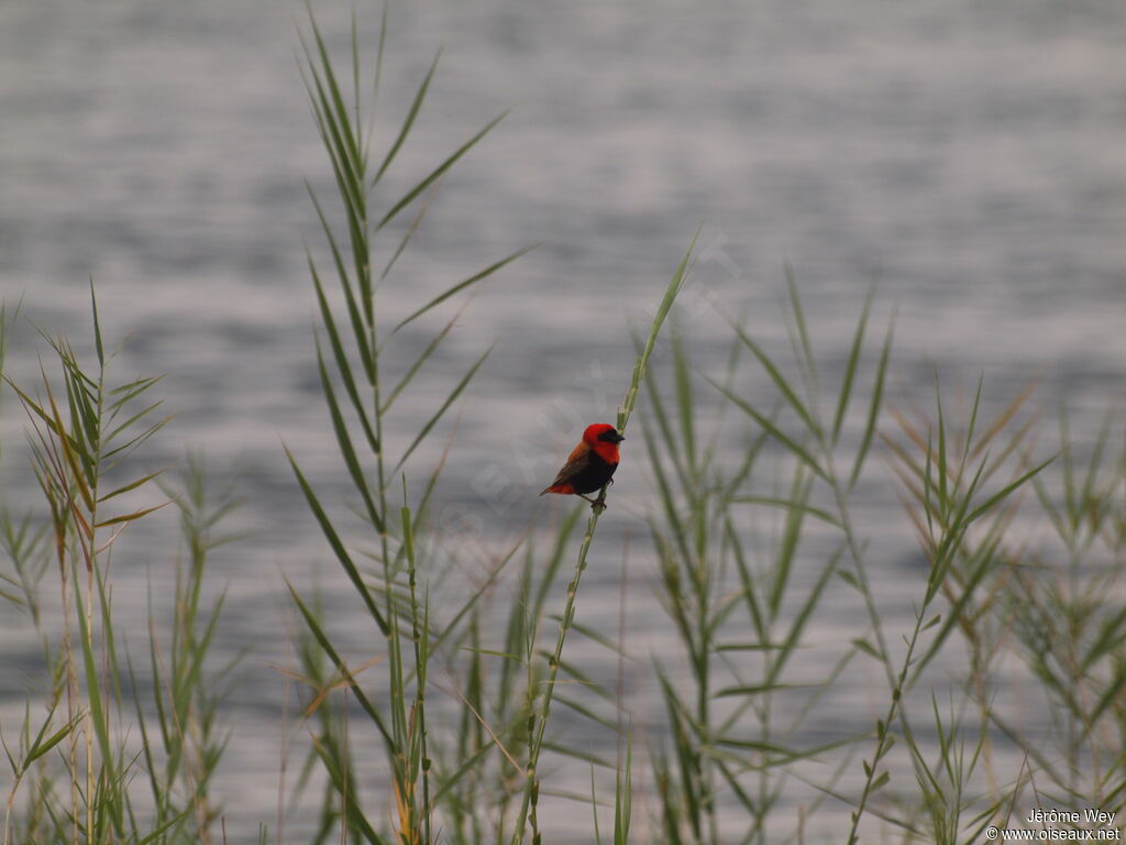 Black-winged Red Bishop