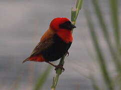 Black-winged Red Bishop