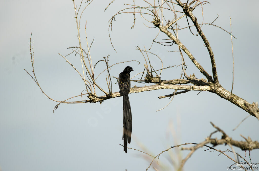 Red-collared Widowbird