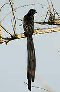 Red-collared Widowbird