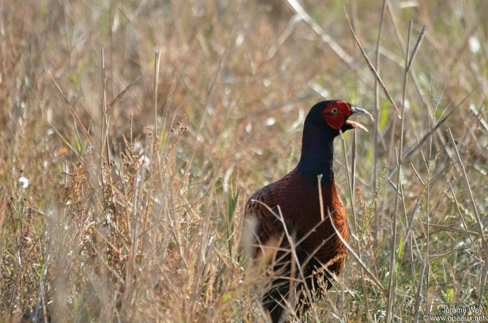 Common Pheasant