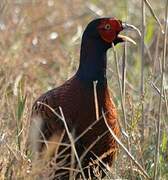 Common Pheasant