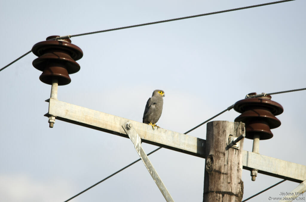 Grey Kestrel