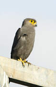 Grey Kestrel