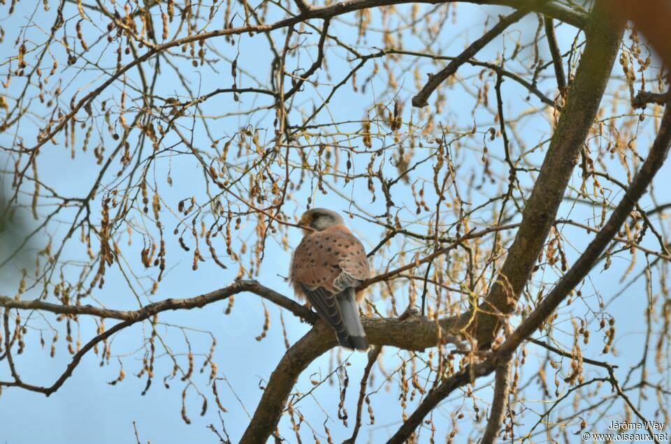 Faucon crécerelle