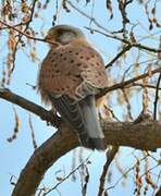 Common Kestrel