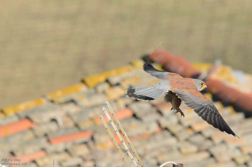 Lesser Kestrel male adult, habitat, pigmentation, Flight