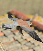 Lesser Kestrel