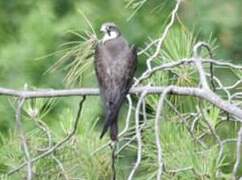 Eleonora's Falcon