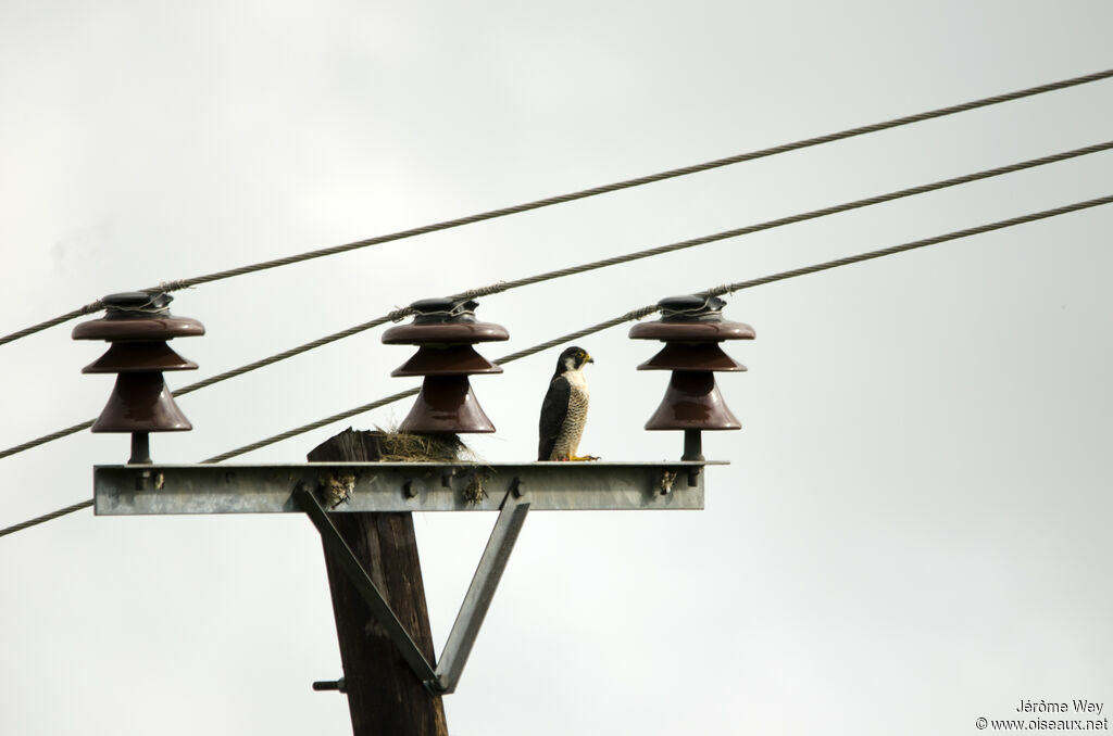 Peregrine Falcon