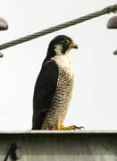 Peregrine Falcon