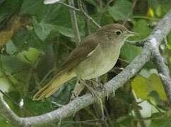 Garden Warbler