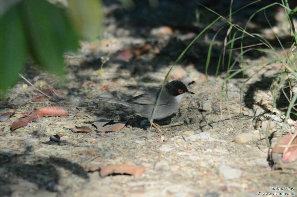 Sardinian Warbler