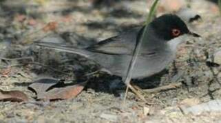 Sardinian Warbler