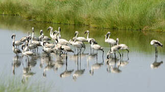 Lesser Flamingo