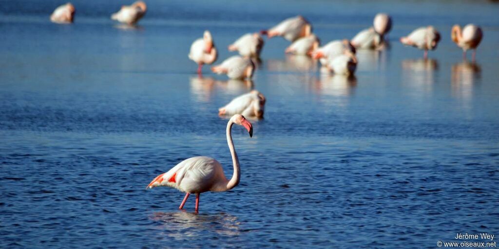 Flamant rose