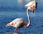 Flamant rose