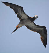 Brown Booby