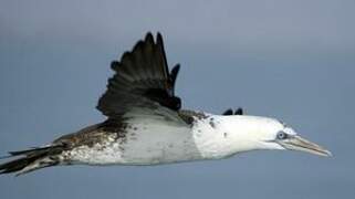 Northern Gannet