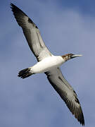 Masked Booby