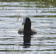 American Coot