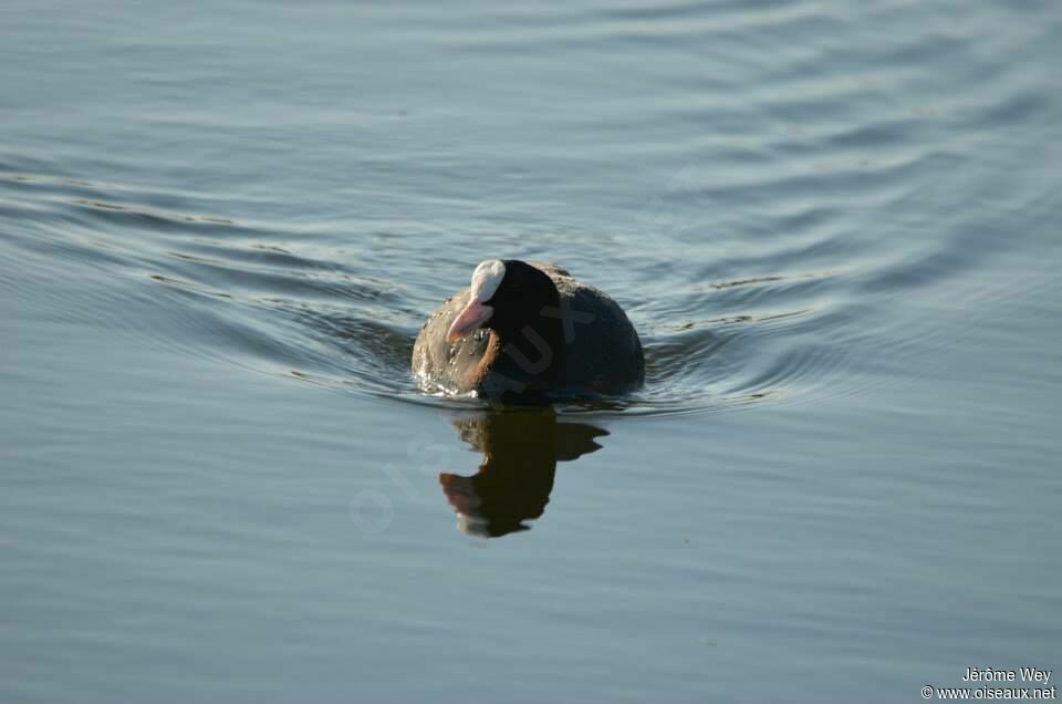 Eurasian Coot