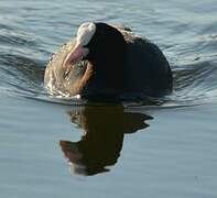 Eurasian Coot