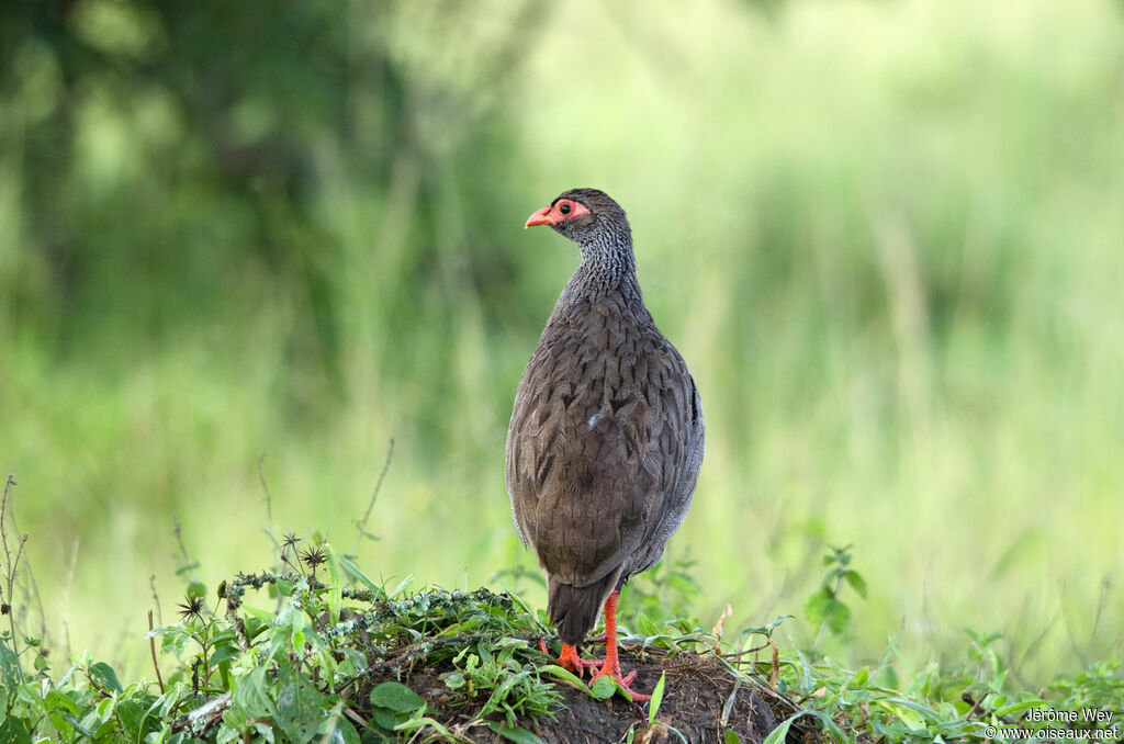 Red-necked Spurfowl