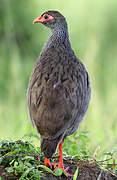 Red-necked Spurfowl