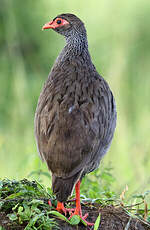 Francolin à gorge rouge