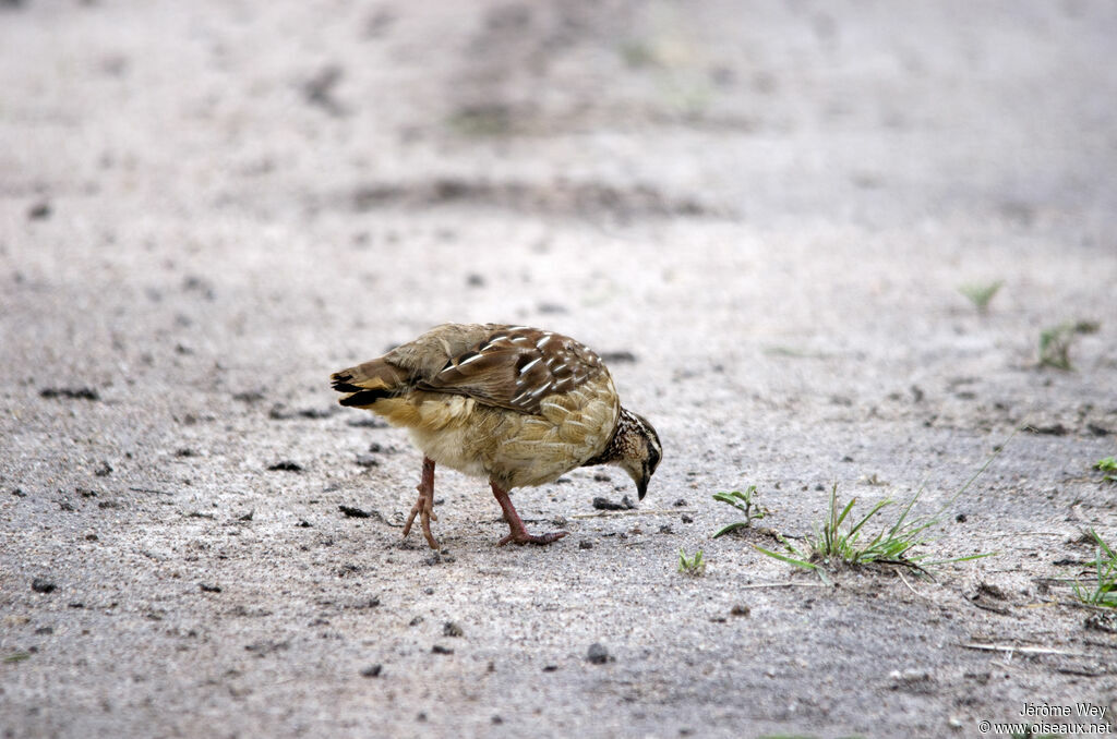 Francolin huppé