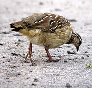 Francolin huppé