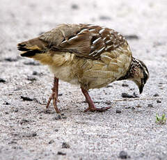 Francolin huppé