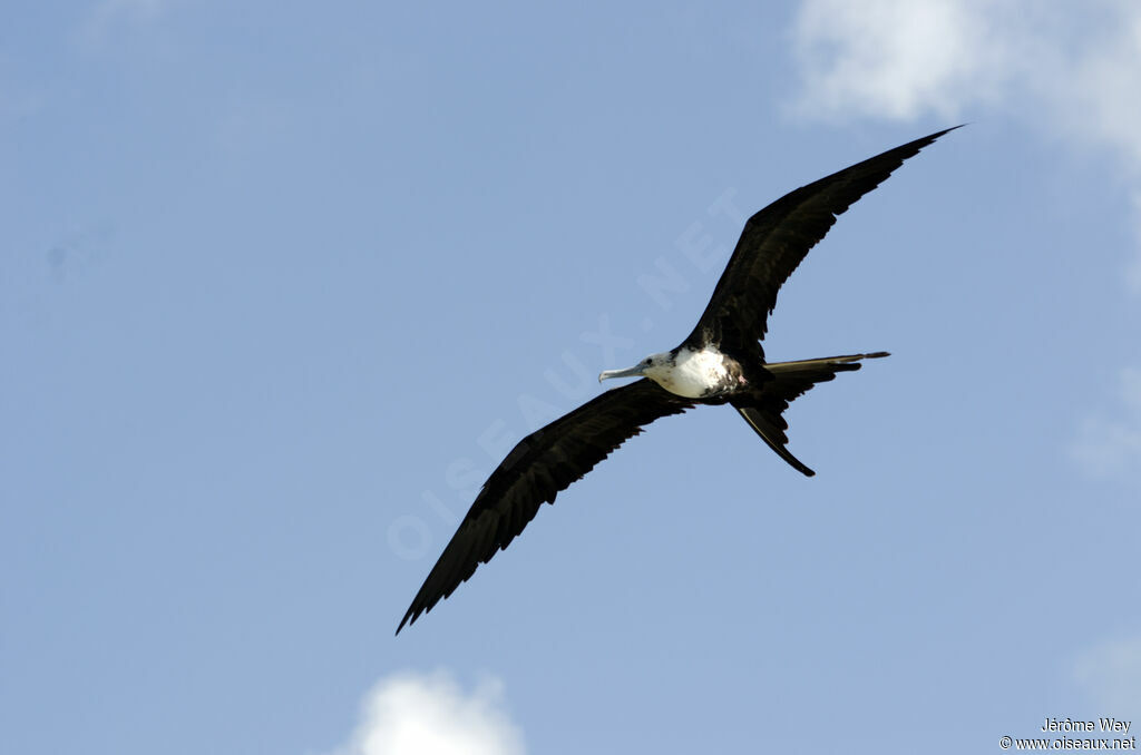 Magnificent Frigatebird