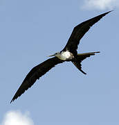 Magnificent Frigatebird