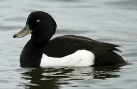 Tufted Duck