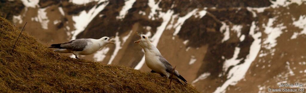 Fulmar boréal