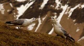 Fulmar boréal