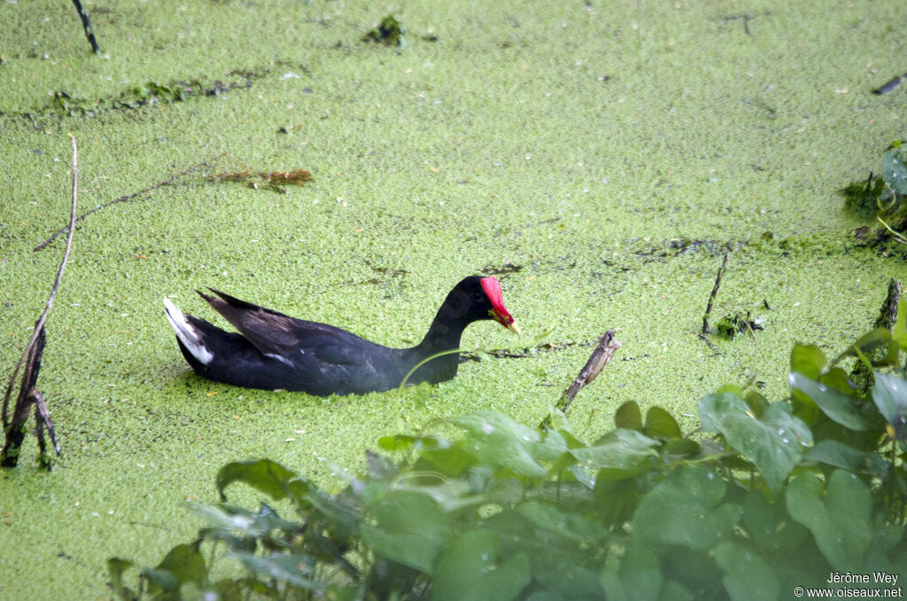 Gallinule d'Amérique