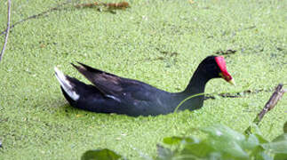 Common Gallinule